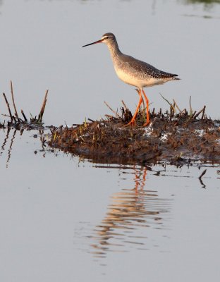 BIRD - REDSHANK - SPOTTED REDSHANK - TRINGA ERYTHROPUS - POYANG LAKE, JIANGXI PROVINCE, CHINA (5).JPG