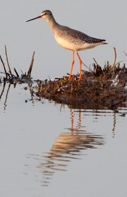 BIRD - REDSHANK - SPOTTED REDSHANK - TRINGA ERYTHROPUS - POYANG LAKE, JIANGXI PROVINCE, CHINA (8).JPG