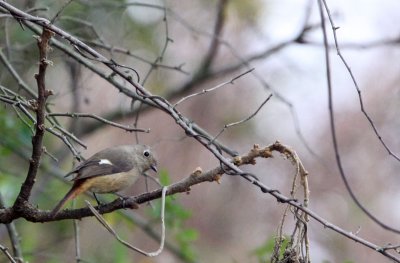 Female Daurian Redstart