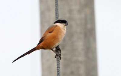 BIRD - SHRIKE - LONG-TAILED SHRIKE - LANIUS SCHACH - POYANG LAKE CHINA - JIANGXI PROVINCE (13).JPG