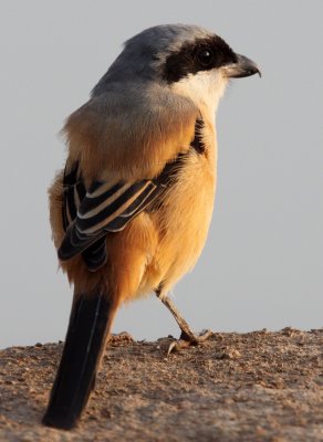 BIRD - SHRIKE - LONG-TAILED SHRIKE - LANIUS SCHACH - POYANG LAKE CHINA - JIANGXI PROVINCE (19).JPG