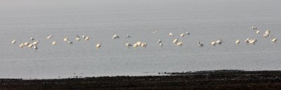 Eurasian Spoonbill