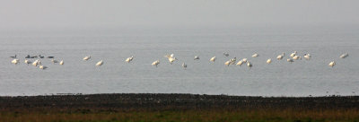 Eurasian Spoonbill