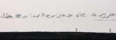 Eurasian Spoonbill