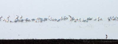 Eurasian Spoonbill