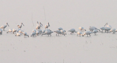 Eurasian Spoonbill