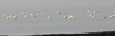 Eurasian Spoonbill