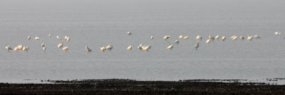 Eurasian Spoonbill