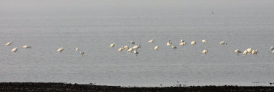 Eurasian Spoonbill