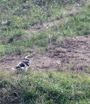BIRD - STARLING - BLACK-COLLARED STARLING - STURNUS NIGRICOLLIS - POYANG LAKE, JIANGXI PROVINCE, CHINA (1).JPG