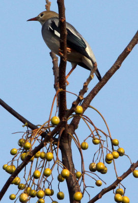 BIRD - STARLING - RED-BILLED STARLING - STURNUS SERICEUS - POYANG LAKE, JIANGXI PROVINCE, CHINA (3).JPG