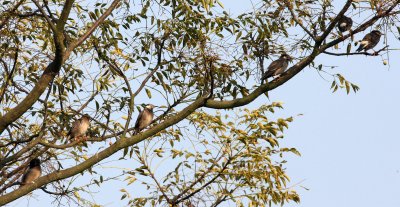 White-cheeked Starling