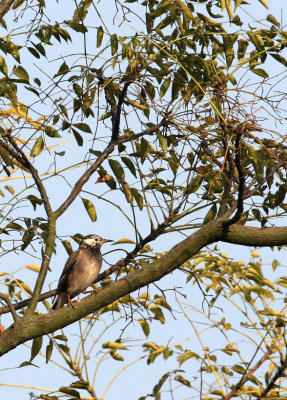 White-cheeked Starling