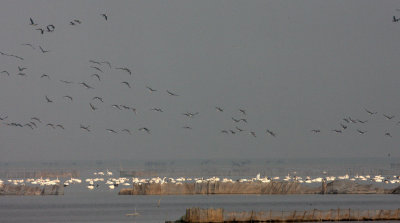Bewick's Tundra Swans (Cygnus columbianus bewickii)