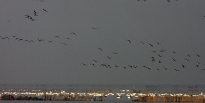 Bewick's Tundra Swans (Cygnus columbianus bewickii)