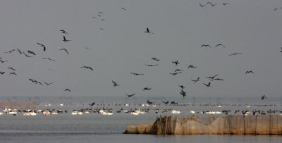 Bewick's Tundra Swans (Cygnus columbianus bewickii)