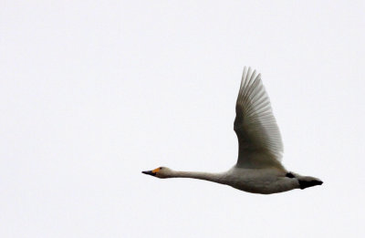 Bewick's Tundra Swans (Cygnus columbianus bewickii)