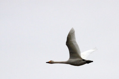 Bewick's Tundra Swans (Cygnus columbianus bewickii)