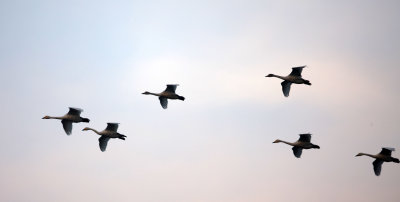 Bewick's Tundra Swans (Cygnus columbianus bewickii)