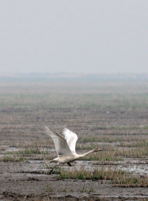 Bewick's Tundra Swans (Cygnus columbianus bewickii)
