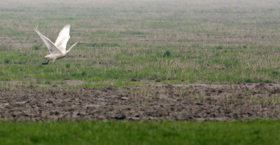 Bewick's Tundra Swans (Cygnus columbianus bewickii)