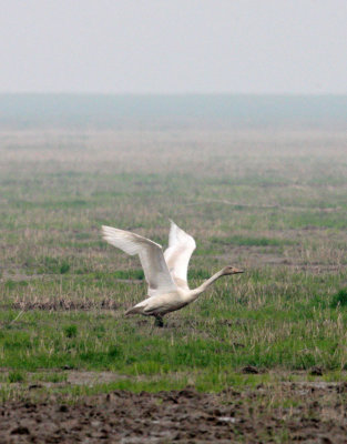 Bewick's Tundra Swans (Cygnus columbianus bewickii)