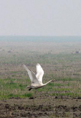 Bewick's Tundra Swans (Cygnus columbianus bewickii)
