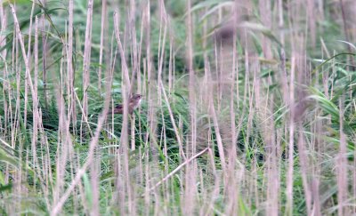 Japanese Swamp Warbler
