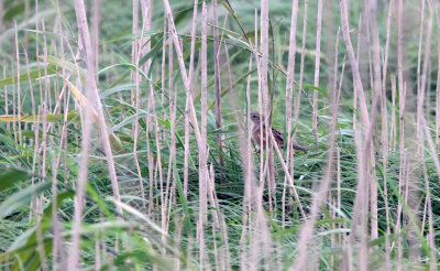 Japanese Swamp Warbler
