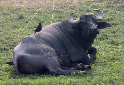 BOVID - WATER BUFFALO - POYANG LAKE, JIANGXI PROVINCE, CHINA (1).JPG