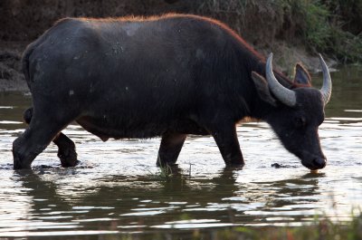 BOVID - WATER BUFFALO - POYANG LAKE, JIANGXI PROVINCE, CHINA (3).JPG