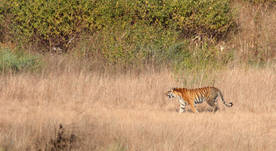FELID - TIGER - OUR FIRST - KANHA NATIONAL PARK INDIA (22).JPG