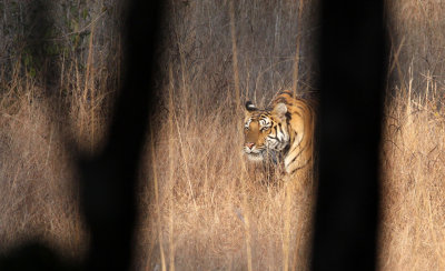 FELID - TIGER - OUR FIRST - KANHA NATIONAL PARK INDIA (47).JPG