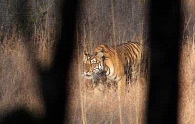 FELID - TIGER - OUR FIRST - KANHA NATIONAL PARK INDIA (51).JPG