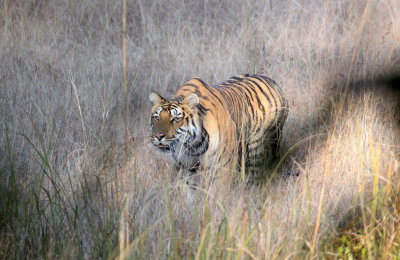 FELID - TIGER - OUR FIRST - KANHA NATIONAL PARK INDIA (61).JPG