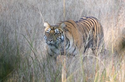 FELID - TIGER - OUR FIRST - KANHA NATIONAL PARK INDIA (68).jpg