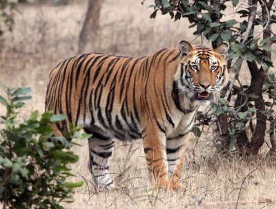 FELID - TIGER - BANDHAVGAR NATIONAL PARK INDIA (197).JPG