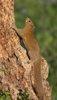 RODENT - SQUIRREL - HOARY-BELLIED SQUIRREL - KAZIRANGA NATIONAL PARK ASSAM INDIA (16).JPG