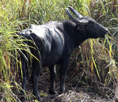 BOVID - BUFFALO - WILD WATER BUFFALO - KAZIRANGA NATIONAL PARK ASSAM INDIA (14).JPG