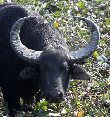 BOVID - BUFFALO - WILD WATER BUFFALO - KAZIRANGA NATIONAL PARK ASSAM INDIA (18).JPG