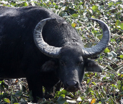 BOVID - BUFFALO - WILD WATER BUFFALO - KAZIRANGA NATIONAL PARK ASSAM INDIA (20).JPG