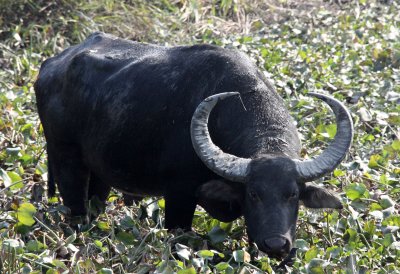 BOVID - BUFFALO - WILD WATER BUFFALO - KAZIRANGA NATIONAL PARK ASSAM INDIA (25).JPG