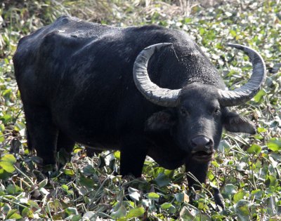 BOVID - BUFFALO - WILD WATER BUFFALO - KAZIRANGA NATIONAL PARK ASSAM INDIA (27).JPG