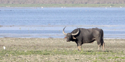 BOVID - BUFFALO - WILD WATER BUFFALO - KAZIRANGA NATIONAL PARK ASSAM INDIA (34).JPG