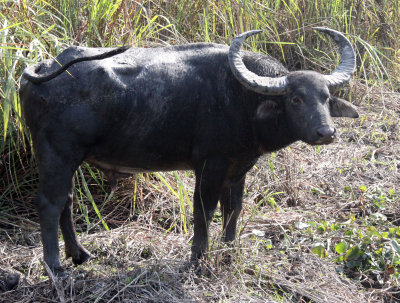 BOVID - BUFFALO - WILD WATER BUFFALO - KAZIRANGA NATIONAL PARK ASSAM INDIA (7).JPG