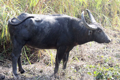 BOVID - BUFFALO - WILD WATER BUFFALO - KAZIRANGA NATIONAL PARK ASSAM INDIA (9).JPG