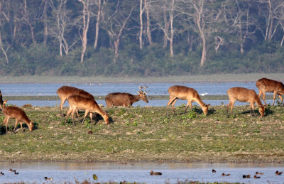 CERVID - DEER - BARASINGHA SWAMP DEER - AQUATIC SUBSPECIES - KAZIRANGA NATIONAL PARK ASSAM INDIA (3).JPG