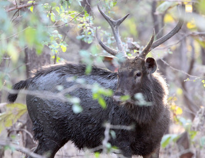 CERVID - DEER - SAMBAR - GIR FOREST GUJARAT INDIA (10).JPG