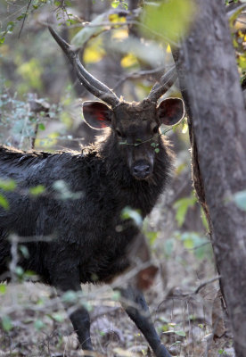 CERVID - DEER - SAMBAR - GIR FOREST GUJARAT INDIA (17).JPG