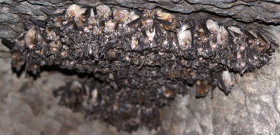 CHIROPTERA - Big-Eared Horseshoe Bat (Rhinolophus luctus) BANDHAVGAR NATIONAL PARK INDIA (5).JPG